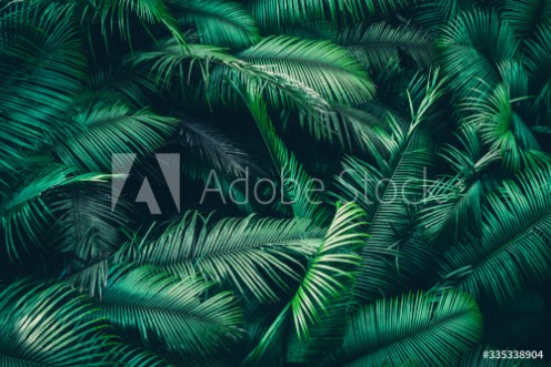 Picture of tropical forest natural background nature scene in green tone style concept of relax and freedom lifestyle using for spa and travel